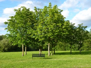 Winnersh_Meadows_Trees